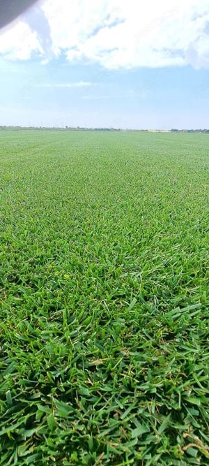 Rulou de gazon la cel mai mic preț 