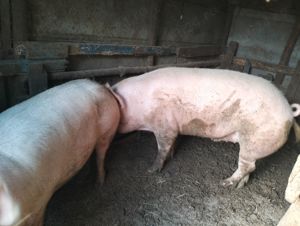 Vând porci cu greutăți între 120 și  200- 220 kg și purcei 500 lei bucata  - imagine 2 Vând porci cu greutăți între 120 și  200- 220 kg și purcei 500 lei bucata  - imagine 2