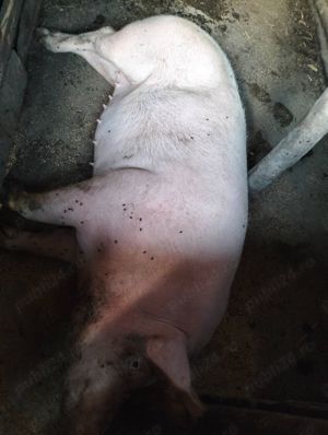 Vând porci cu greutăți între 120 și  200- 220 kg și purcei 500 lei bucata  - imagine 3 Vând porci cu greutăți între 120 și  200- 220 kg și purcei 500 lei bucata  - imagine 3