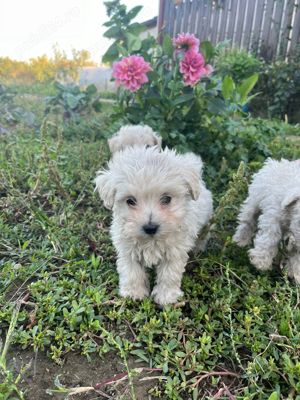 Bichon Maltez puii - imagine 4