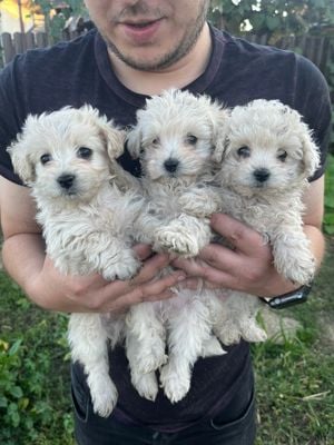 Bichon Maltez puii - imagine 3