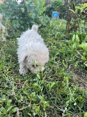 Bichon Maltez puii - imagine 5