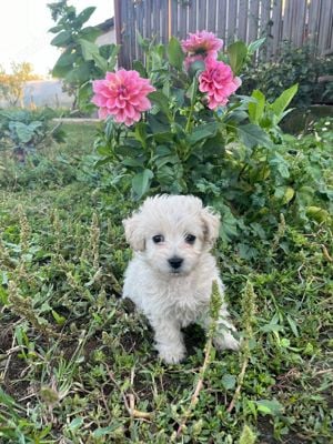 Bichon Maltez puii - imagine 6