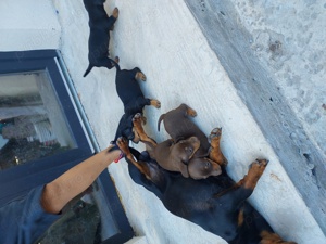 Pui Teckel cauta familie primitoare.