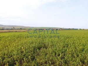 Teren intravilan 5500 mp Comuna Săndulești - imagine 3