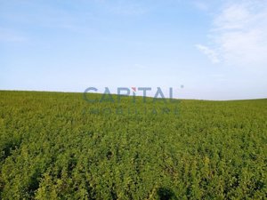 Teren intravilan 5500 mp Comuna Săndulești - imagine 2