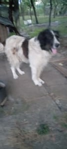 Donez câine Ciobănesc de Bucovina 