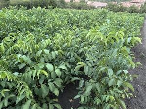 Puieti de nuc, soiul geoagiu 65, germisara și sibisel 44