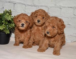 HRANA GRATUITA-Rezerva Caniche pitic Pudel Toy de vanzare cu Factura, Microcip-Livrare la Ploiesti