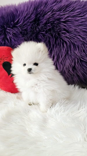 Pomeranian pedigree FCI - Top calitate - imagine 3
