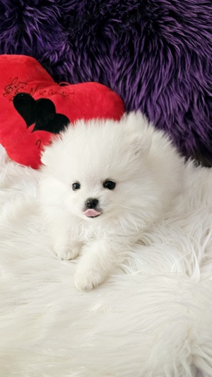 Pomeranian pedigree FCI - Top calitate - imagine 4