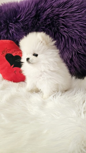 Pomeranian pedigree FCI - Top calitate - imagine 2