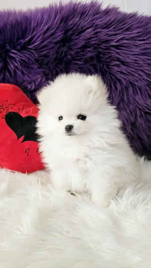 Pomeranian pedigree FCI - Top calitate