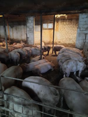 Vând porci de carne  - imagine 4