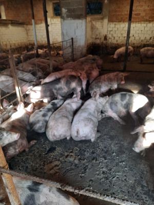 Vând porci de carne  - imagine 3