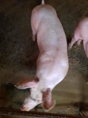 Vând porci de carne  - imagine 2