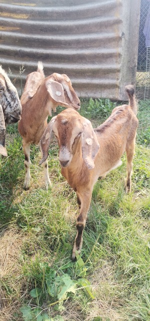   capre siȚapi anglo-nubian  - imagine 2