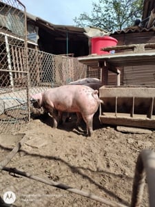 Porc porci purcei disponibili în Turnu Măgurele  - imagine 3