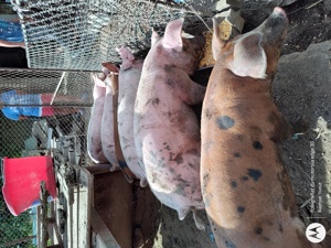 Porc porci purcei disponibili în Turnu Măgurele  - imagine 2