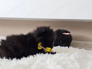 Pomeranian pedigree FCI - Top calitate - imagine 5