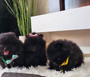 Pomeranian pedigree FCI - Top calitate - imagine 3