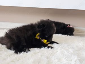 Pomeranian pedigree FCI - Top calitate - imagine 4