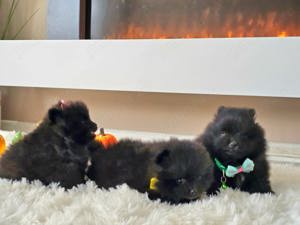 Pomeranian pedigree FCI - Top calitate - imagine 2