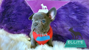 Bulldog Francez - Ellite Kennel - Blue Solid - Calitate Top - imagine 2