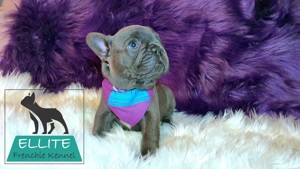 Bulldog Francez - Ellite Kennel - Blue Solid - Calitate Top - imagine 4