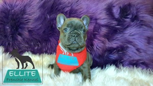 Bulldog Francez - Ellite Kennel - Blue Solid - Calitate Top - imagine 3