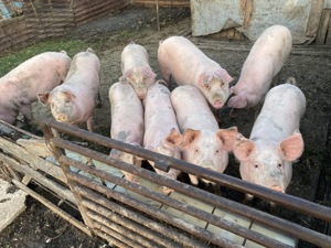 Vând porci  - imagine 3