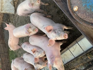 Vând porci  - imagine 2