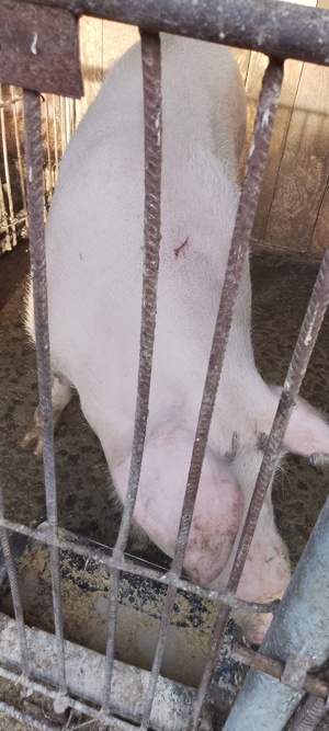 Porci de tăiat,purcea,mascuri - imagine 2