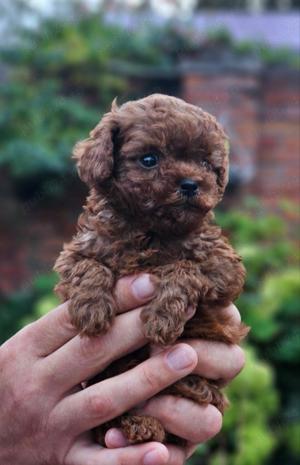 Pudel rosu toy - imagine 2