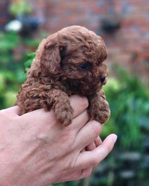 Pudel rosu toy - imagine 4