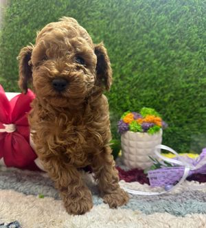 Pudel rosu toy - imagine 3