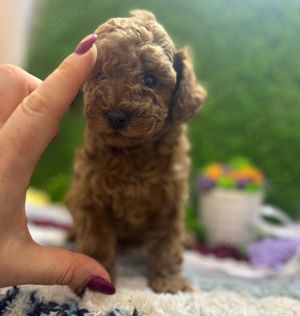 Pudel rosu toy - imagine 5