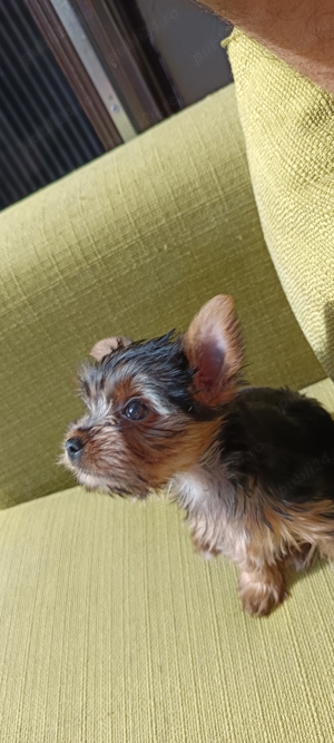 Yorkshire pui - imagine 5