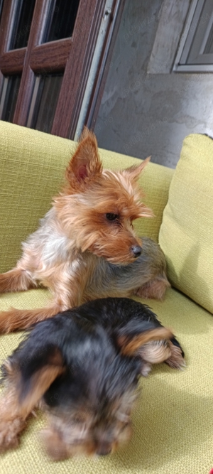 Yorkshire pui - imagine 4