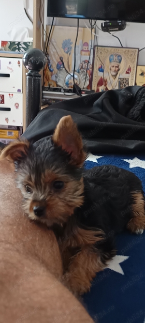 Yorkshire pui - imagine 2