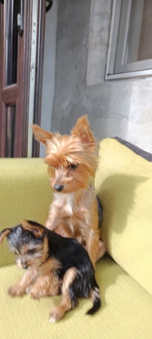 Yorkshire pui - imagine 3