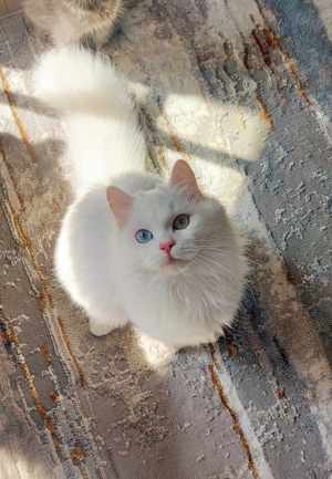 Angora Turceasca   CEACARA - imagine 3