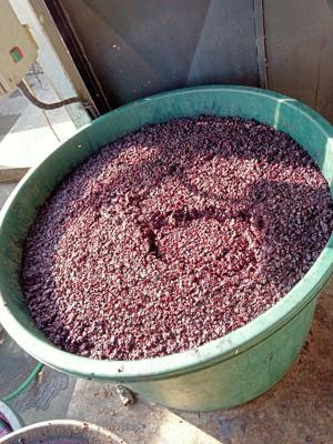 Must și struguri roșii moldova gata culesi 3lei - imagine 3