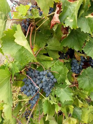 Must și struguri roșii moldova gata culesi 3lei - imagine 5