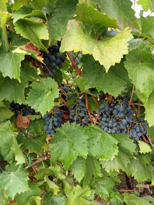 Must și struguri roșii moldova gata culesi 3lei - imagine 4