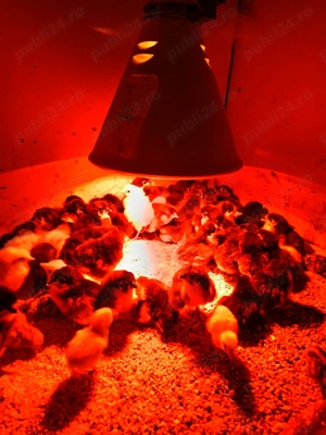 Australorp pui de o zi - imagine 6