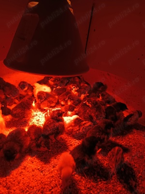 Australorp pui de o zi - imagine 5