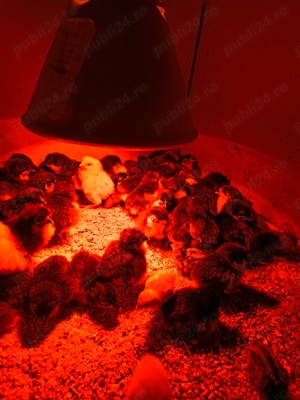 Australorp pui de o zi - imagine 4