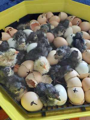 Australorp pui de o zi - imagine 2