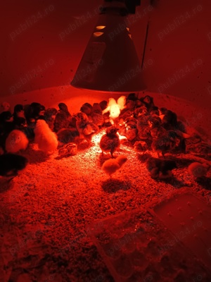 Australorp pui de o zi - imagine 3